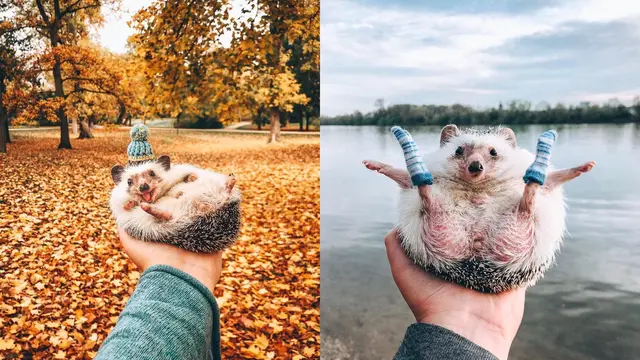 Mr.Pokee (Sumber: Instagram/mr.pokee)