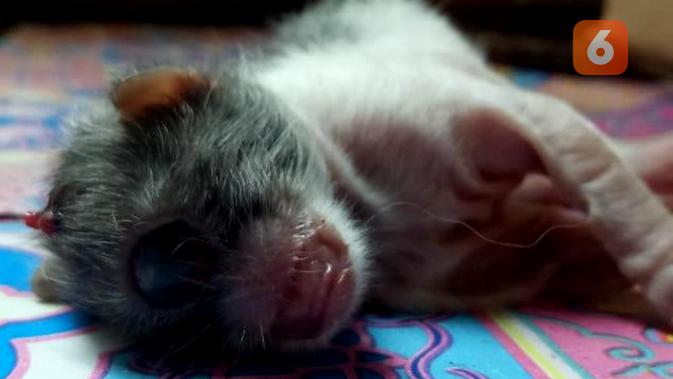 Heboh Kucing Bertanduk Dan Bermata Satu Di Bengkulu Regional Liputan6 Com