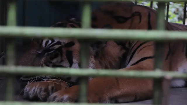 Harimau di Medan Zoo