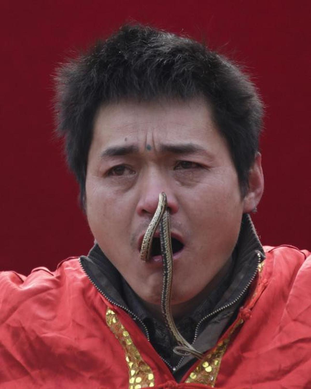Atraksi nekat, pria ini memasukkan ular hidup melalui hidung
