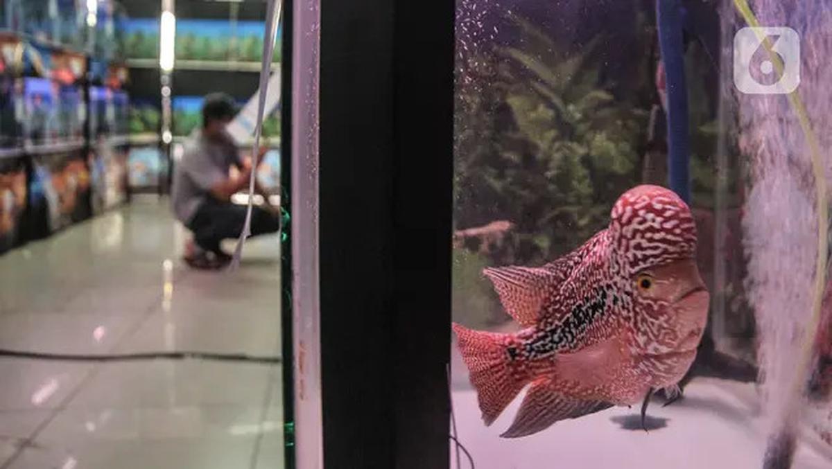 8 Ikan Ini Dipercaya Bawa Keberuntungan dan Rezeki, Cocok Dipelihara di Rumah
