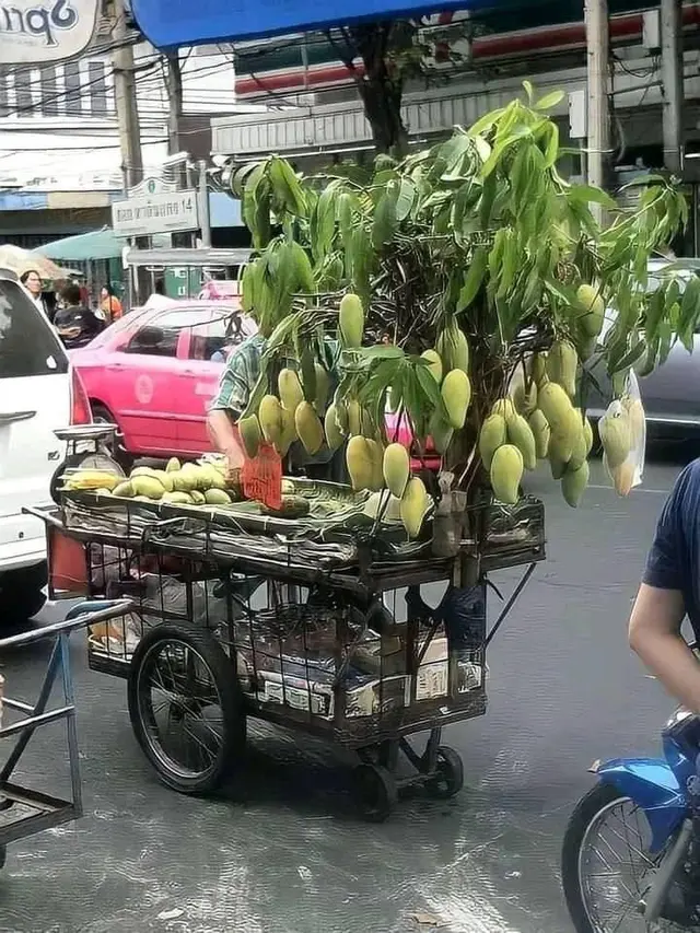 Pedagang mangga