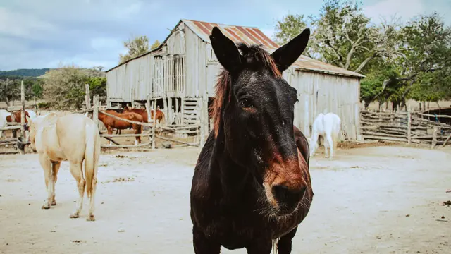 Bandera, Texas