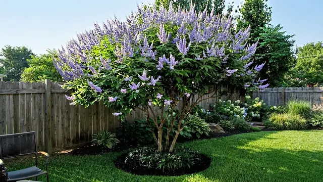 Tanaman Vitex Dihalaman Rumah