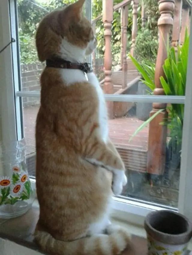 tingkah kucing