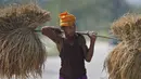 Seorang petani suku Indian membawa padi di pundaknya setelah memanennya, di pinggiran Gauhati, India (16/11/2019). Lebih dari 70 persen dari 1,25 miliar penduduk India terlibat dalam pertanian. (AP Photo/Anupam Nath)