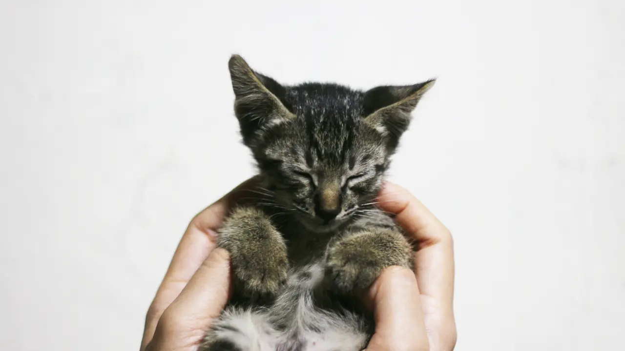 kucing