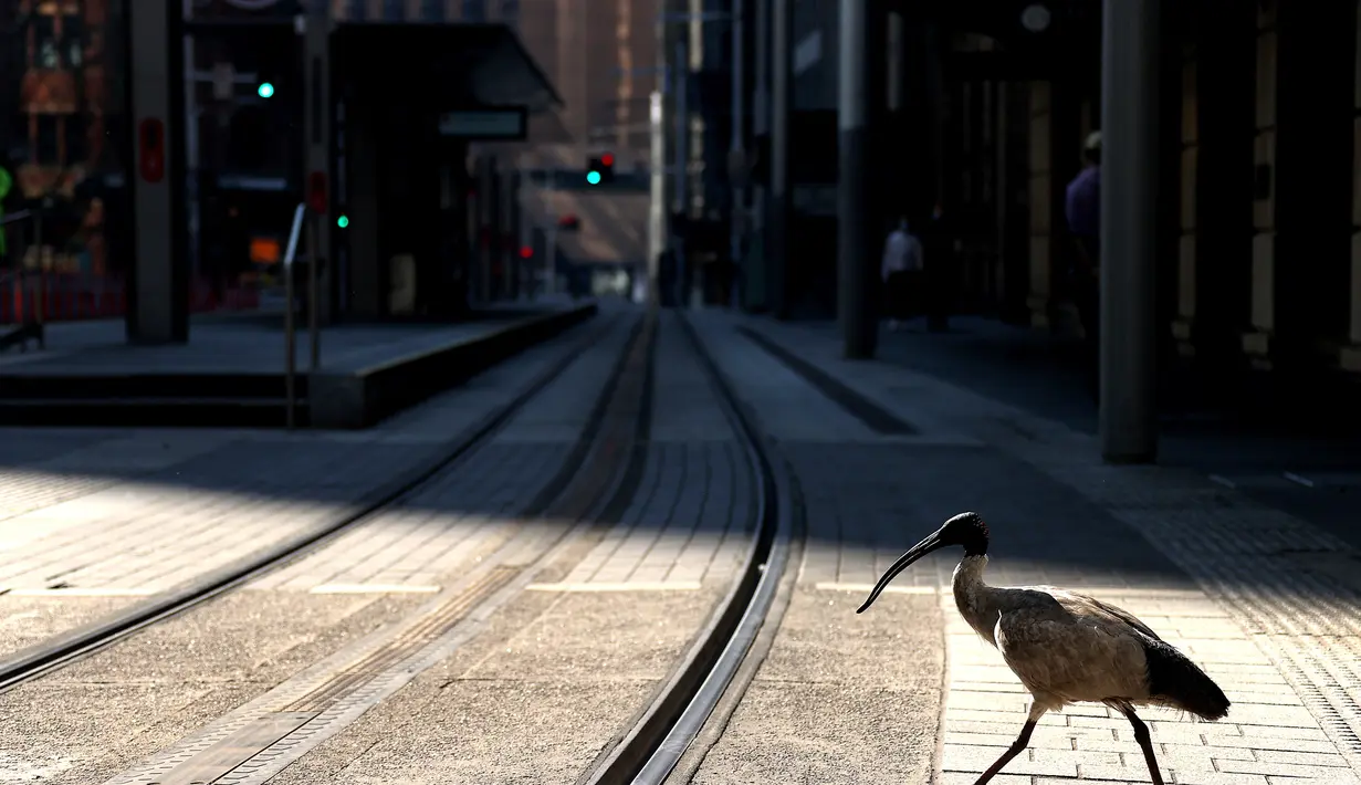Sebuah ibis melintasi jalan yang sepi di Sydney (21/8/2021). Kota itu memperpanjang penguncian selama dua bulan dan memberlakukan jam malam sebagian untuk menahan wabah virus corona yang menyebar cepat. (AFP/David Gray)