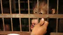 Seekor Orangutan bernama Joko (10) berada di kandang sementara setibanya di Jogja Orangutan Center (JOC) Kulonprogo, Jumat (7/10). BKSDA Jawa Tengah, menyita dua ekor Orangutan di Solo dan menitipkannya di JOC.(Antara)