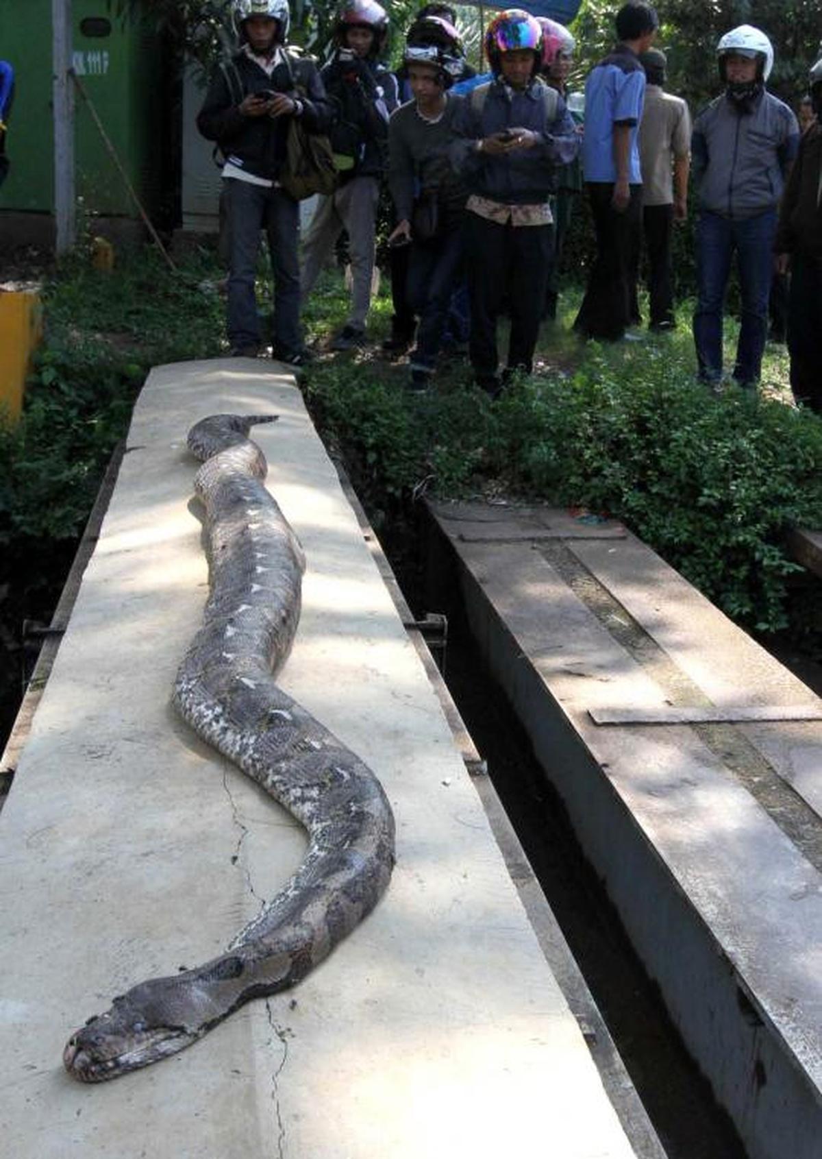 Ular sanca 6 meter ditemukan di Jalan Jenderal Sudirman