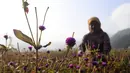 Seorang petani memanen bunga bayam bulat untuk membuat karangan bunga menjelang festival Tihar di desa Gundu di distrik Bhaktapur di pinggiran Kathmandu (28/10/2021). Selama lima hari perayaan festival Tihar, pemujaan dilakukan berbeda-beda setiap harinya. (AFP/Prakash Mathema)