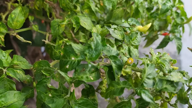 Kondisi cabai petani di Gorontalo terserang hama