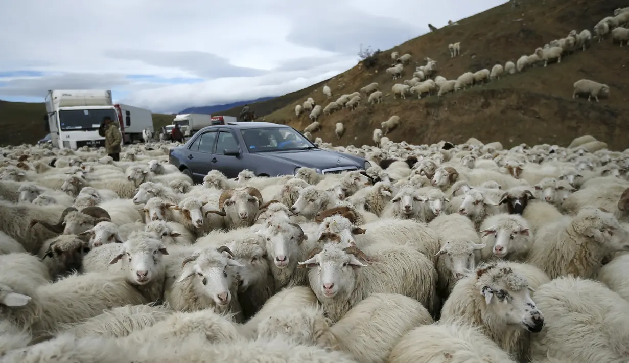 Sejumlah mobil dikerumuni domba yang baru kembali merumput di pinggiran Tbilisi, Georgia, Rabu (11/11). Dalam setahun di Georgia mengalami 2 musim yang membuat domba dan peternaknya berpindah mencari rumput di tempat lain. (REUTERS / David Mdzinarishvili)
