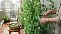 Cara Menanam Kacang Kapri di Balkon dengan Rambatan Vertikal yang Melimpah