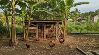 Tanaman Peneduh Alami untuk Kebun Ayam, Ini yang Cocok