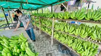 Kelompok Klaster Usaha Pisang Cavendish Sumber Makmur Organik Wonorejo.