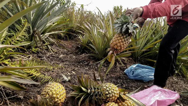 Pasca Kebakaran Hutan, Petani Gambut Tanam Nanas