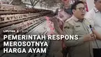 Sementara itu anjloknya harga ayam hidup di tingkat peternak direspons Pemerintah. Kementerian Pertanian bersama Satgas Pangan Polri dan pelaku usaha peternakan akan menaikkan harga jual ayam hidup secara bertahap.