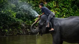 Mahout memandikan gajah Sumatera betina pada Hari Gajah Sedunia di Conservation Response Unit, Sampoiniet, Kabupaten Aceh Jaya, Provinsi Aceh, Rabu (12/8/2020). Hari Gajah Sedunia diperingati setiap tanggal 12 Agustus. (CHAIDEER MAHYUDDIN/AFP)