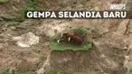Gempa di Selandia Baru memorak-porandakan kawasan perbukitan. Di tengah kondisi bukit yang berantakan ada kawanan sapi terjebak