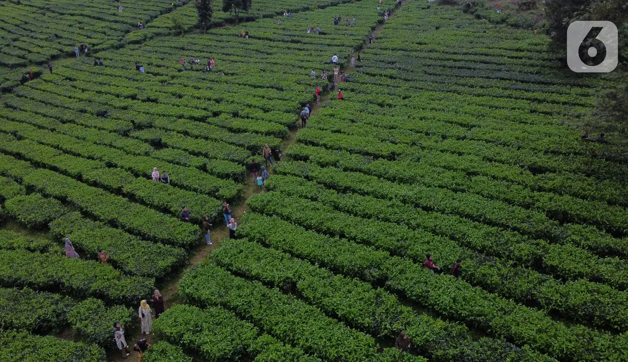 Pemandangan foto udara Perkebunan Kebun Teh kawasan Puncak, Kabupaten Bogor, Jawa Barat, Minggu (31/5/2020). Meski Pemkab Bogor memperpanjang masa Pembatasan Sosial Berskala Besar (PSBB) hingga 4 Juni namun wisatawan tetap memadati kawasan wisata kebun teh. (Liputan6.com/Helmi Fithriansyah)