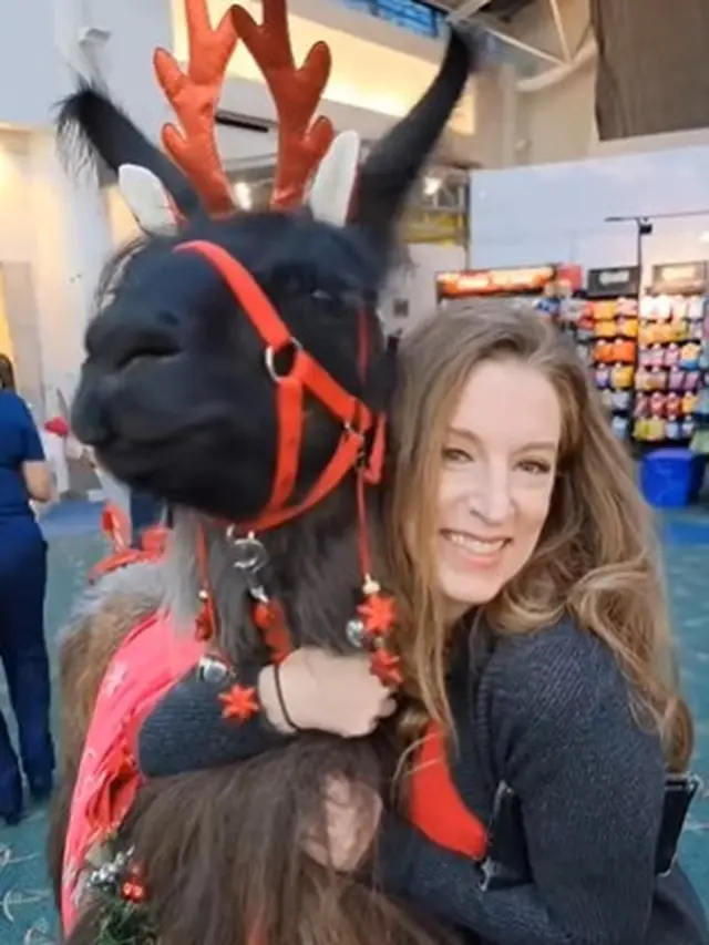 Llama di Bandara Internasional Portland Amerika Serikat Hibur Wisatawan yang Lelah dengan Pelukan