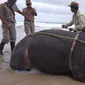 Foto yang dirilis 26 April 2018 menunjukkan petugas memeriksa tubuh badak jawa jantan yang ditemukan mati di Pantai Karang Panjang, Taman Nasional Ujung Kulon. Bangkai badak bernama Samson itu ditemukan dalam kondisi utuh, bercula dan lengkap. (AFP Photo)