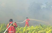 Manggala Agni Terus Berjibaku Padamkan Karhutla Riau di Area Kantong Harimau