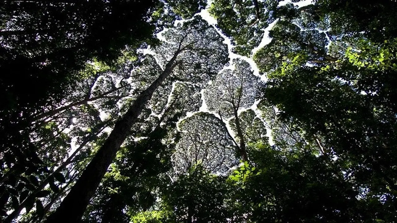 Fenomena Crown Shyness yang masih belum terpecahkan