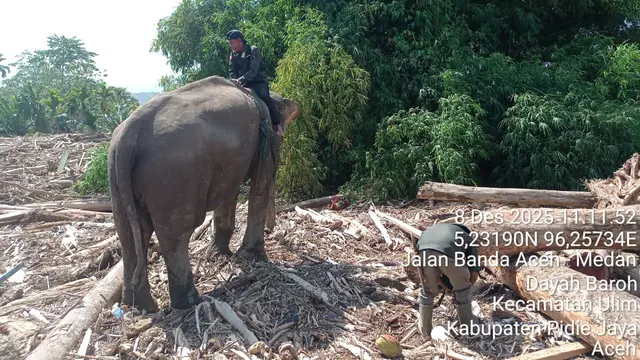 4 Gajah Terlatih PLG Saree Dikerahkan dalam Penyelamatan Korban Banjir Bandang Aceh, Bagaimana Jaminan Kesejahteraannya?