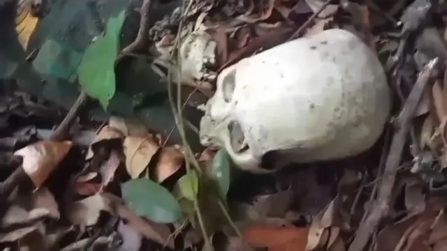 Niat Cari Madu di Hutan, Warga Malah Temukan Tengkorak Manusia