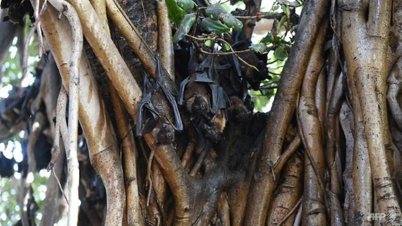 Tidak ada obat atau vaksin spesifik untuk infeksi virus Nipah.
