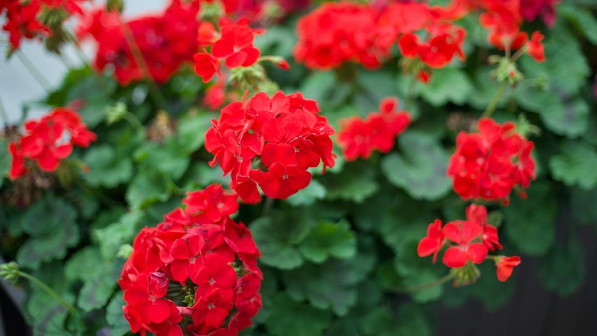 Geranium