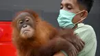 Petugas menggendong bayi orangutan Bon Bon di Bandara Internasional I Gusti Ngurah Rai, Denpasar, Bali, Senin (16/12/2019). BKSDA Bali merelokasi orangutan berusia dua tahun tersebut setelah nyaris diselundupkan warga Rusia pada Maret 2019. (SONNY TUMBELAKA/AFP)