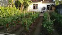 8 Ide Kebun Cabai Tanpa Pupuk Pakai Kompos Dapur, Cocok Buat Pemula yang Mau Coba Berkebun