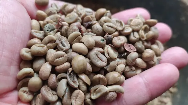 Selain berada di kawasan wisata, citarasa khas kopi Pangandaran yang beraroma durian, menjadi salah satu daya tarik kopi Arabika dari Hawaii Van Java tersebut.