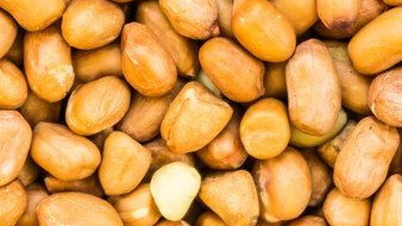 Sumber Protein Nabati