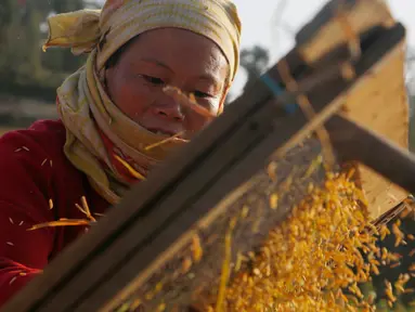 Seorang petani Nepal memisahkan biji-bijian setelah panen padi di Chaukot, pinggiran Kathmandu, Nepal (30/10). Pertanian adalah sumber utama makanan, pendapatan, dan pekerjaan bagi mayoritas orang di negara Himalaya ini. (AP Photo/Niranjan Shrestha)