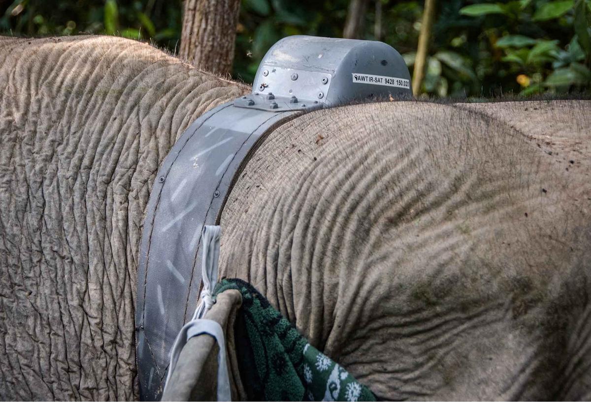FOTO: Kalung GPS untuk Gajah Liar, Langkah Kecil untuk Menyelamatkan Gajah Sumatera