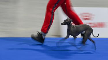 FOTO: Anjing-Anjing Menggemaskan Bersaing di European Dog Show 2021