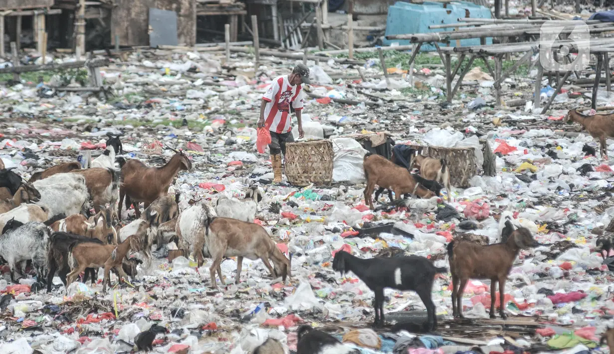 Warga membuang sampah di dekat kawanan kambing ternak di pesisir Cilincing, Jakarta Utara, Minggu (12/6/2022). Minimnya kesadaran peternak di kawasan tersebut menyebabkan kawanan kambing berburu makanan di tempat pembuangan sampah yang dapat membahayakan kesehatan hewan, terlebih akan dijual untuk kurban Idul Adha. (merdeka.com/Iqbal S. Nugroho)