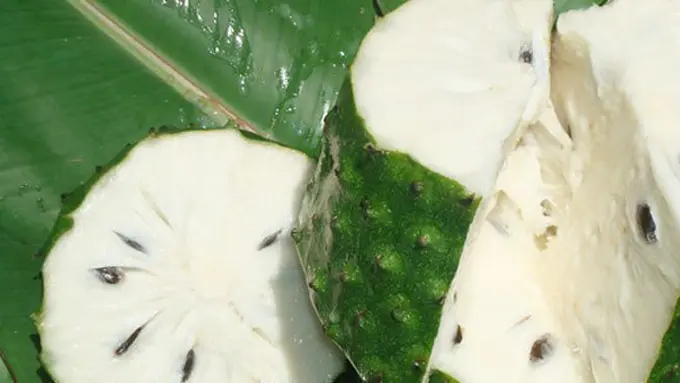 Manfaat daun sirsak/copyright Shutterstock.com