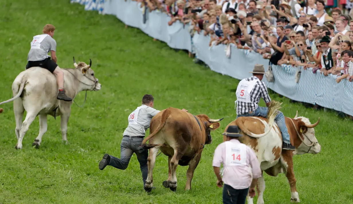 Sejumlah petani berusaha mengendalikan sapi mereka saat ikut ambil bagian dalam lomba balapan sapi tradisional di Desa Bavarian, dekat Danau Starnberg, Jerman, Minggu (28/8). (AP Photo/Matthias Schrader)