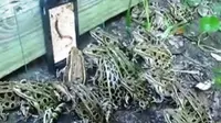 Video Katak harimau atau leopard frog serang ponsel (Youtube)