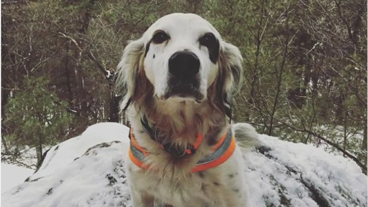 Anjing Pemberani, Rela Mati Selamatkan Pemiliknya yang Diserang Beruang