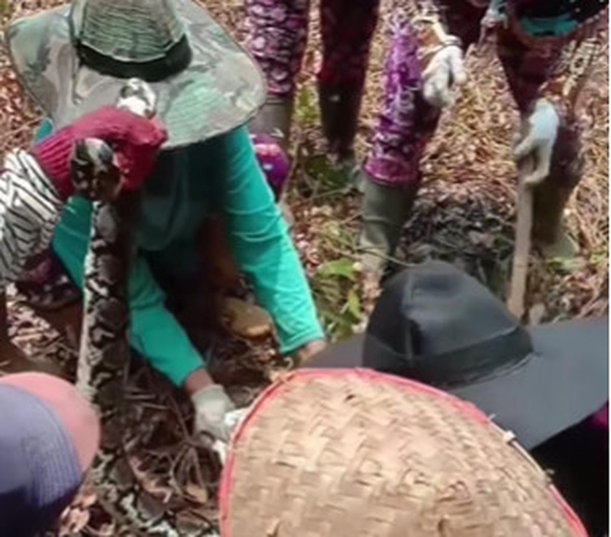 Dalam sebuah video yang belum lama ini beredar di media sosial, para emak-emak perkasa tersebut terlihat tak takut saat menangkap ular dan memasukannya ke dalam karung.