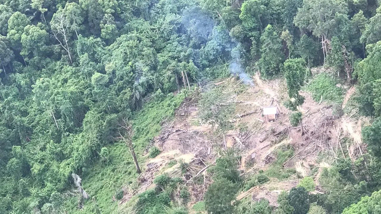 Dugaan praktik pembalakan liar di Kabupaten Pesisir Barat, Lampung kembali mencuat.