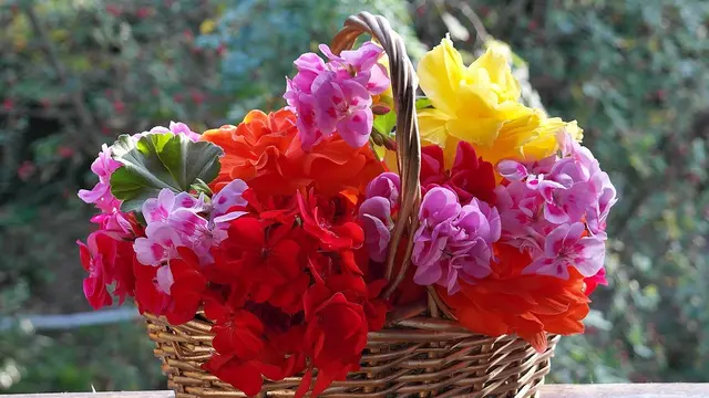 Bunga Geranium
