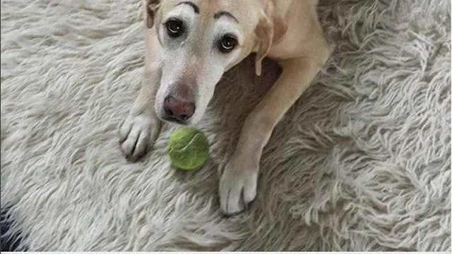 8 Potret Anjing Pakai Makeup Seperti Alis Ini Bikin Ekspresinya Kocak