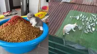 7 Potret Kucing Mukbang Ini Menggemaskan, Engga Takut Kelaparan